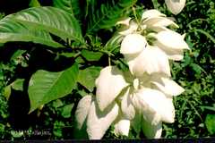 Mussaenda luteola